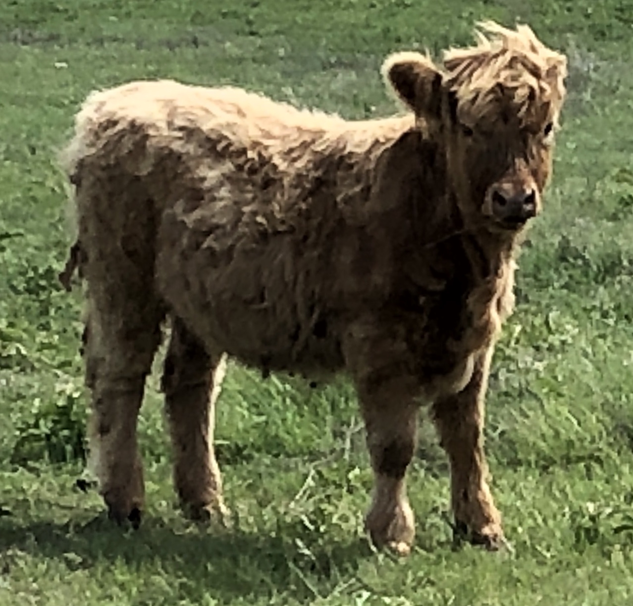 GWR ALANA, 06/07/18