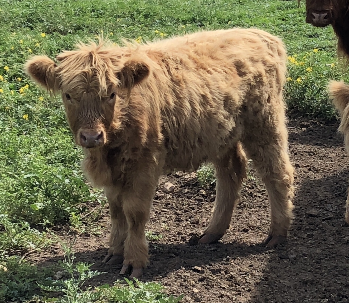 GWR Mikenzie, 06/07/18
