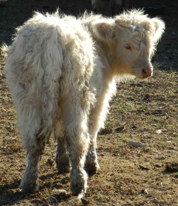 Fionngall, 12/12/12