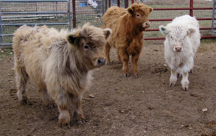 2008 Casper Heifers