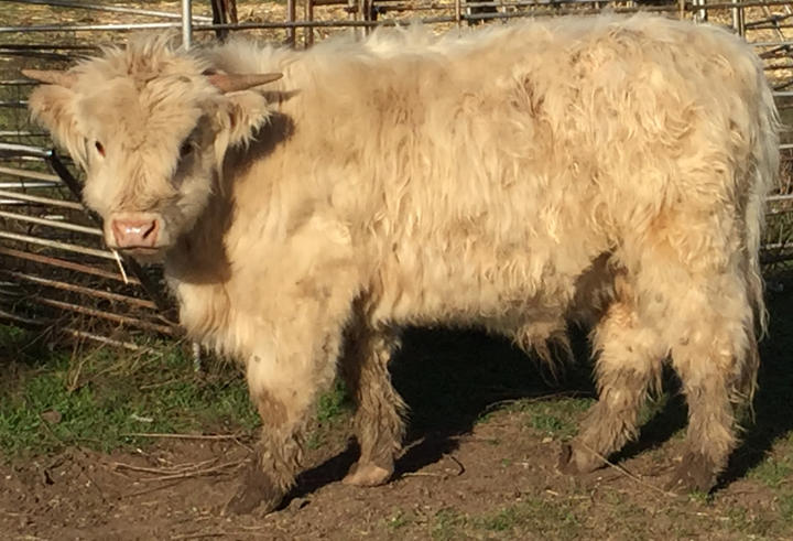 2016 Aimili Bull
