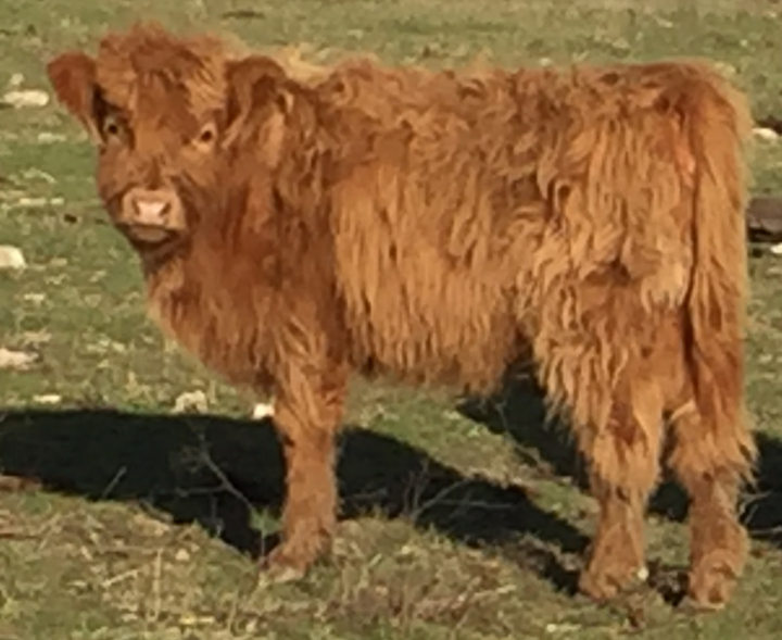 2016 Dayna Heifer