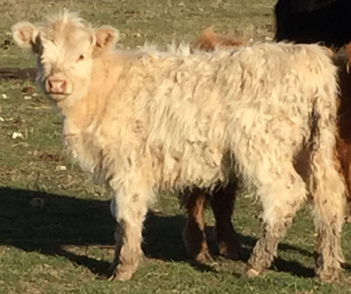 2016 Megan Heifer