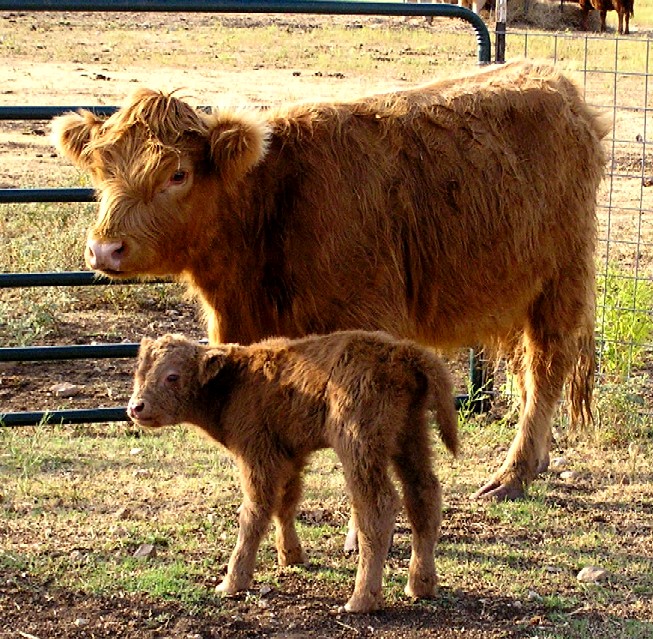 Megan with her new calf, 07/05/08