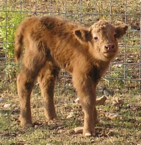 Megan's Calf, 07/05/08