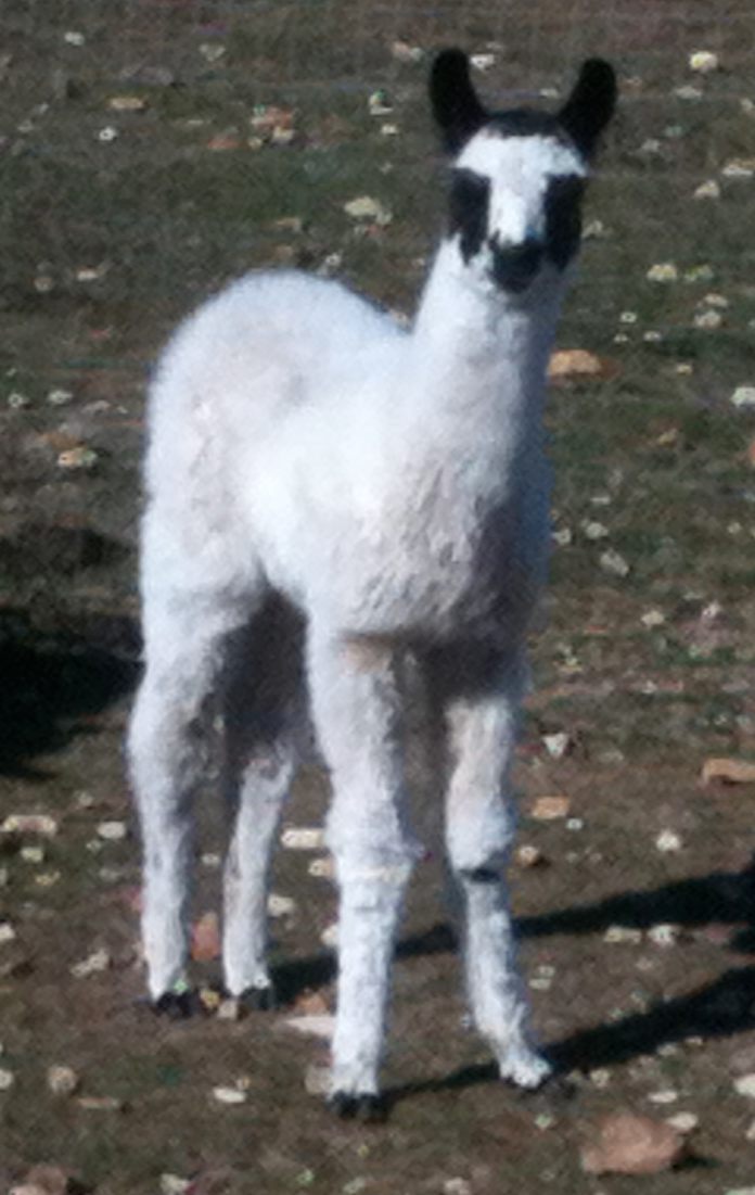 Jack Frost, 01/02/12