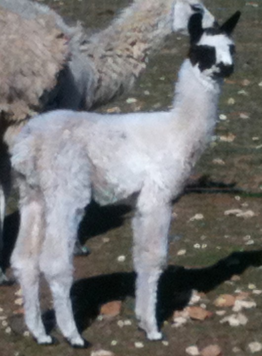 Jack Frost, 01/02/12