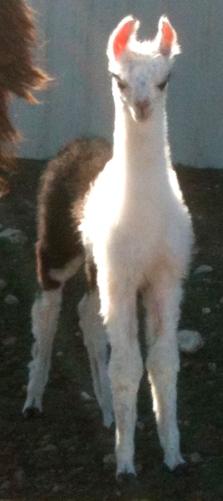 Joy, 01/02/12