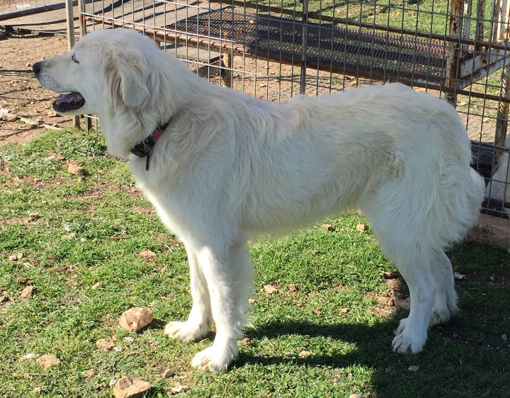 Dixie, January 2016