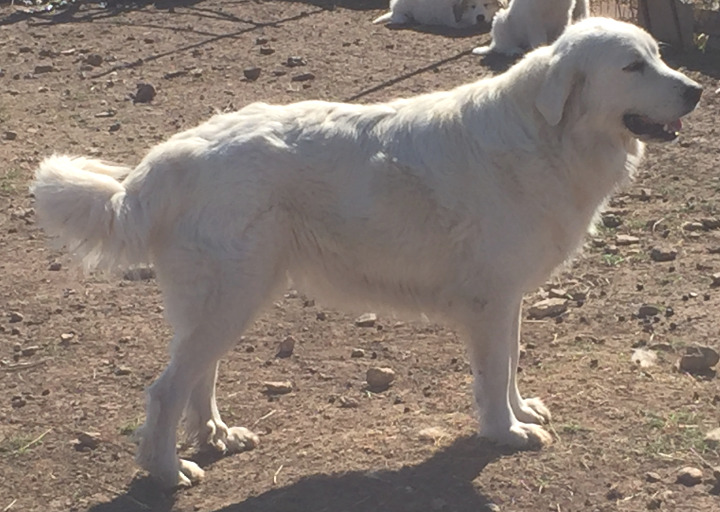 Maya, January 2016