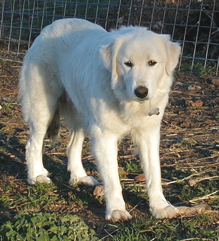 Greta in the Summer