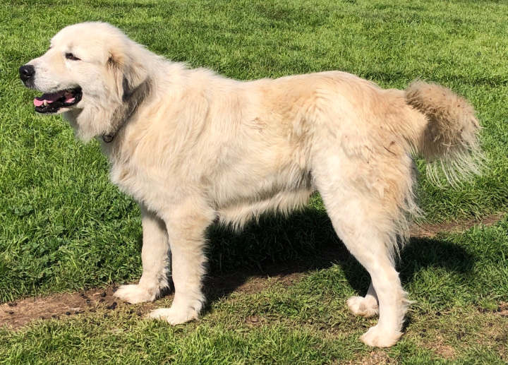 Layla, 2020