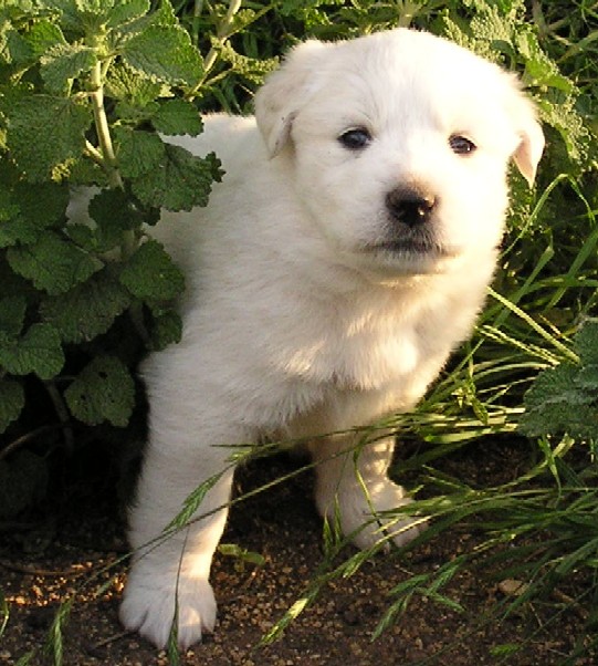 Great Pyrenees Puppies (04/17/08)