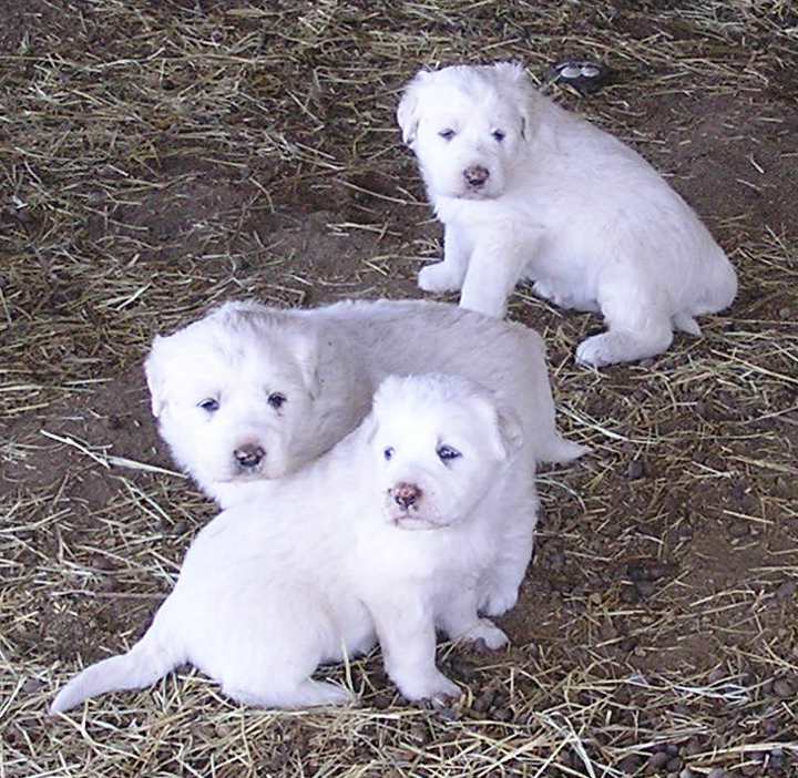 Great Pyrenees Puppies, 02/17/11