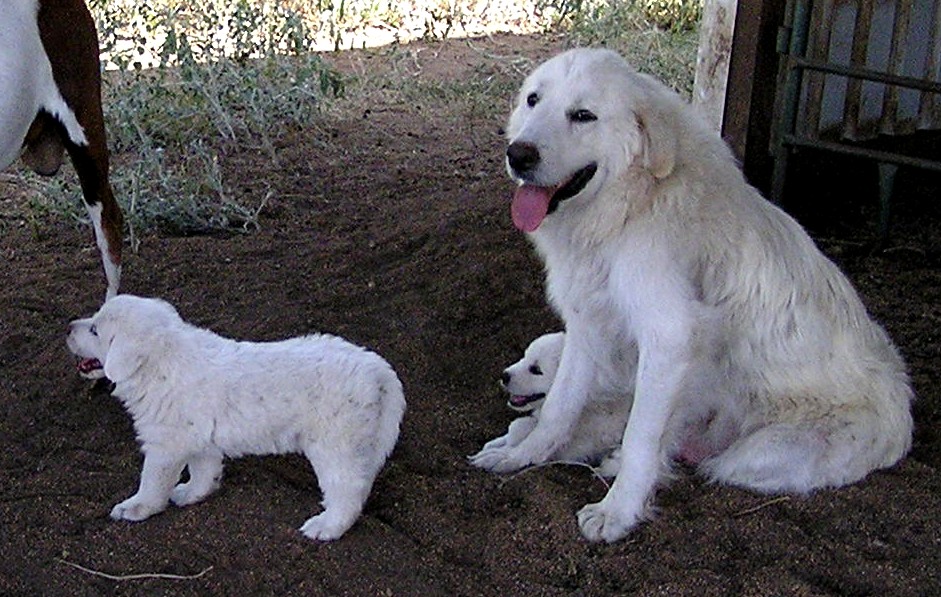 Great Pyrenees Puppies