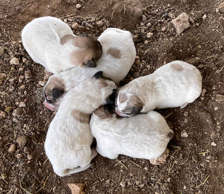 Great Pyrenees Puppies