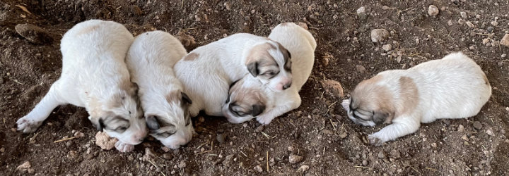 Great Pyrenees Puppies