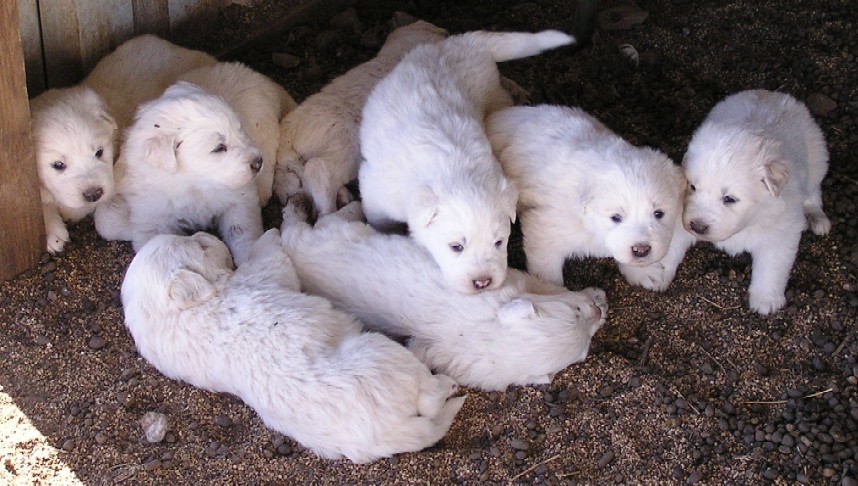 Emma's Pups, 01/02/09