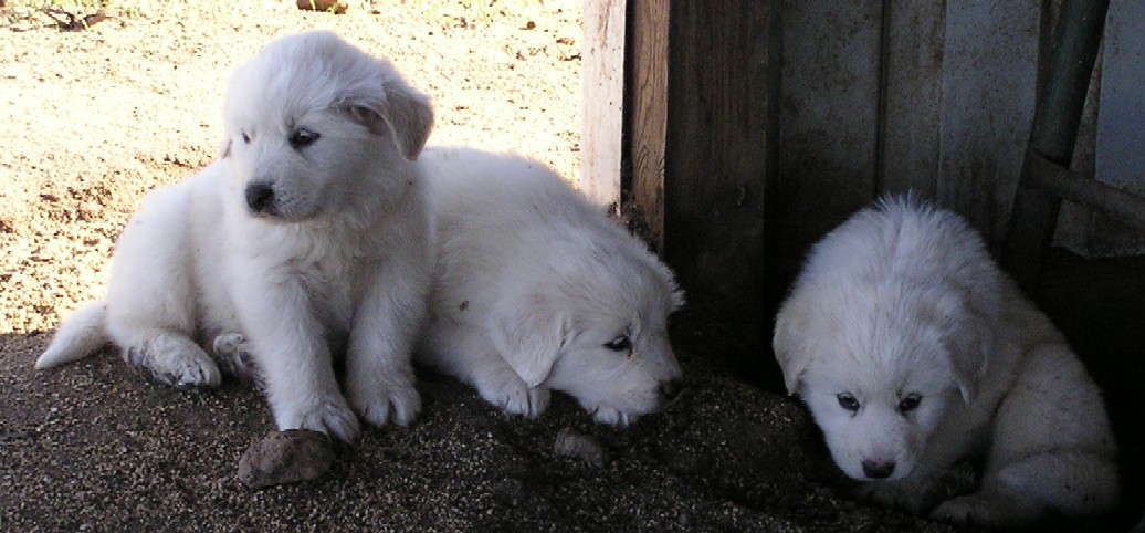 Pups, 11/20/08