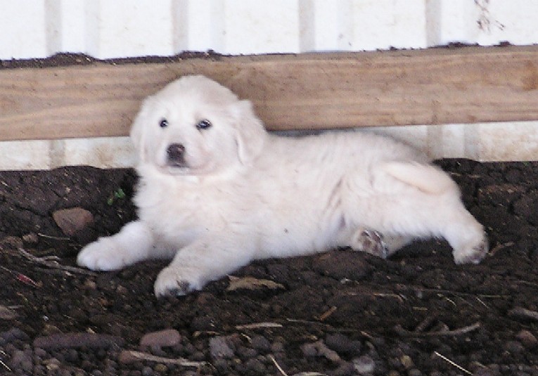 Puppy, 11/20/08