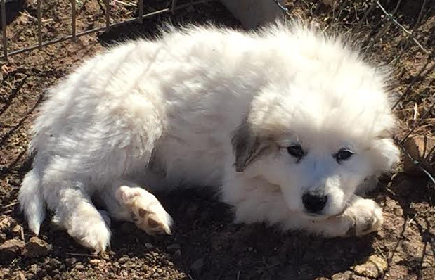 Great Pyrenees Puppies (photo from previous litter)