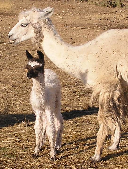 Lady and Mercy, 12/16/10