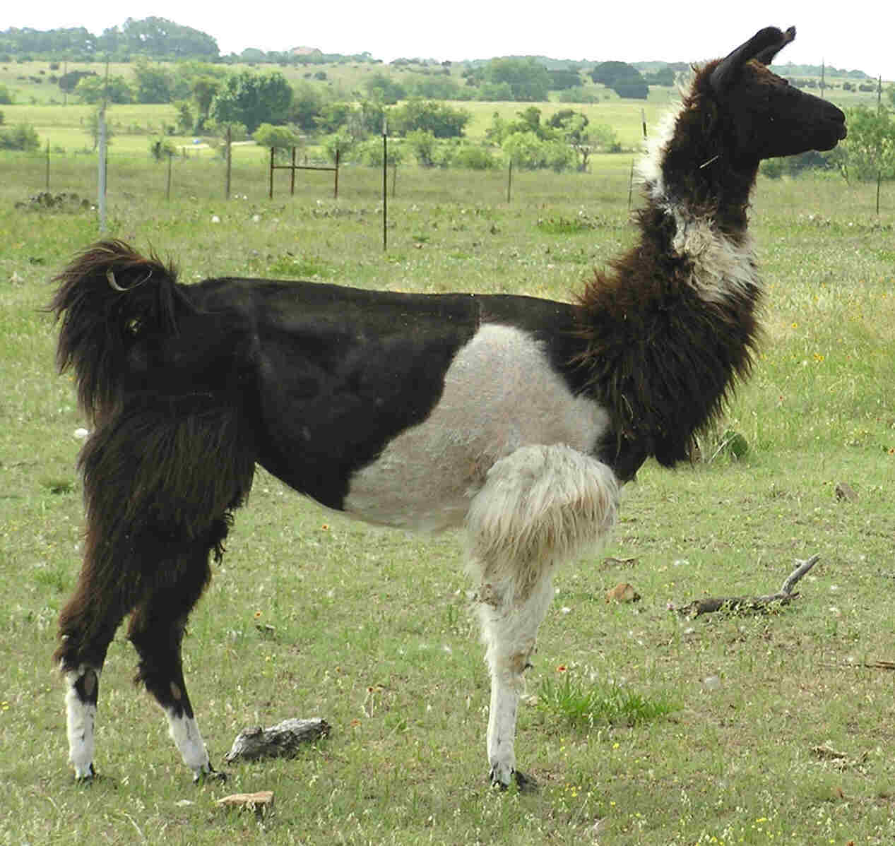 Corina
