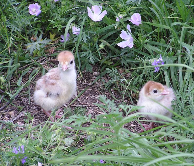 Turkey Poults, 05/01/10