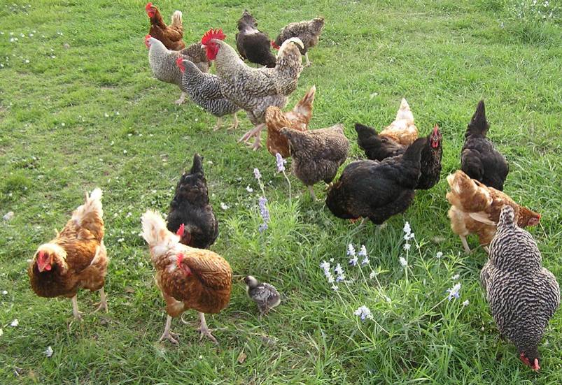 Chickens