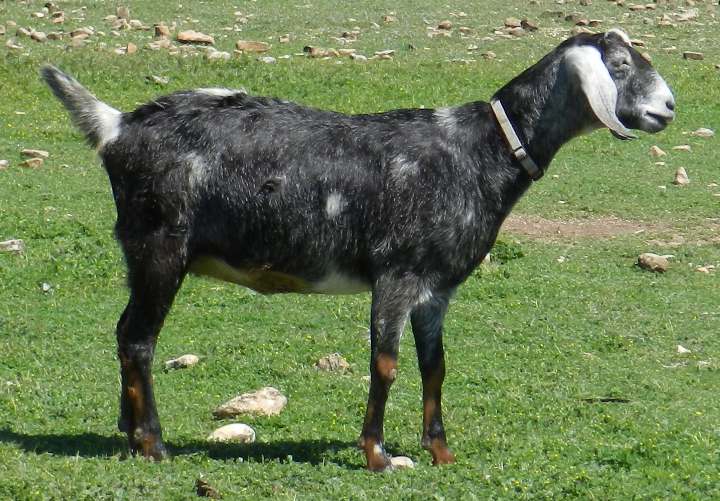 Phae, 03/26/12