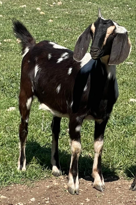 Ashby-Farms HF Amelia