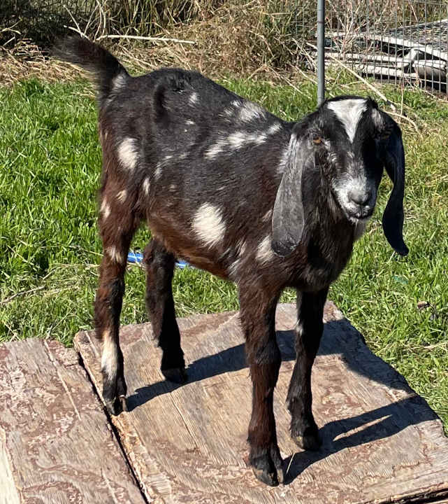 Fruitful-Acres Tex's Belle