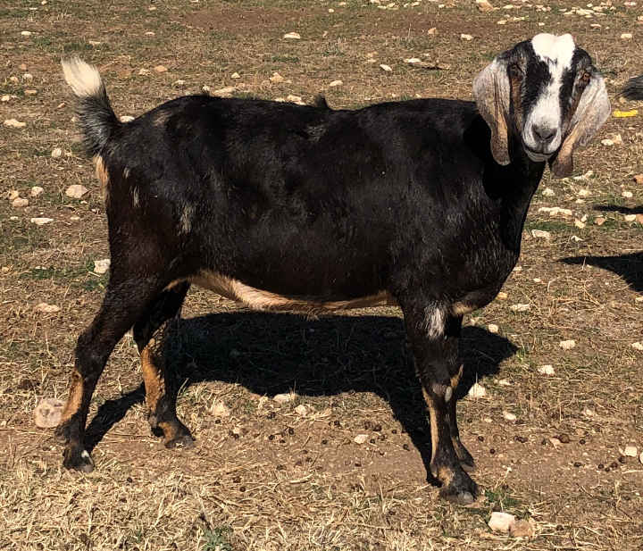 Galloping Winds 16KD Della, 2020