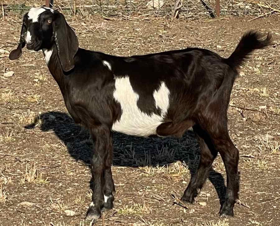Erica