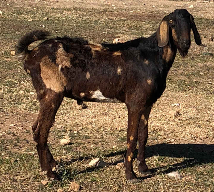 Keno Farms Ezekiel, 2020
