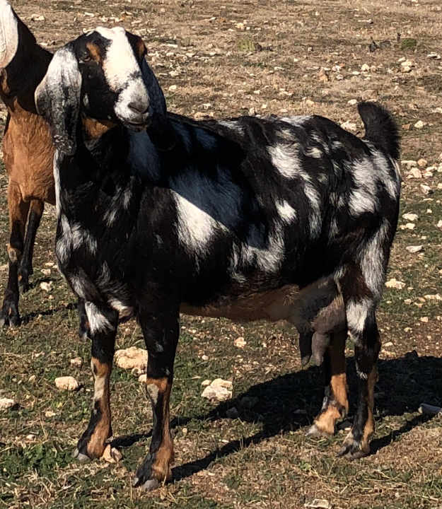 Galloping Winds 15PB Fancy, 2020