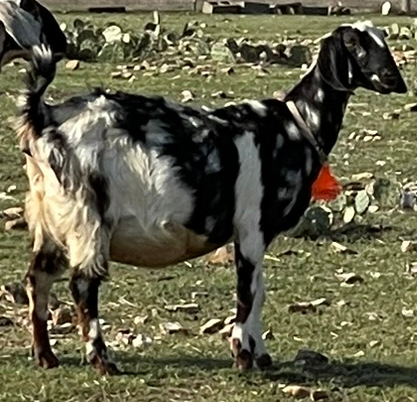 Georgia