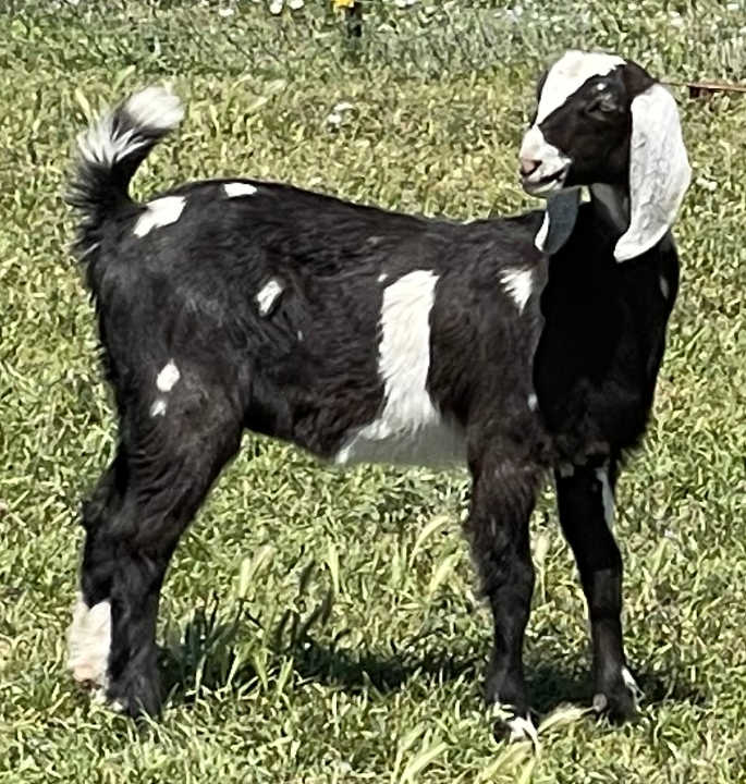 RoseHeart Isadora