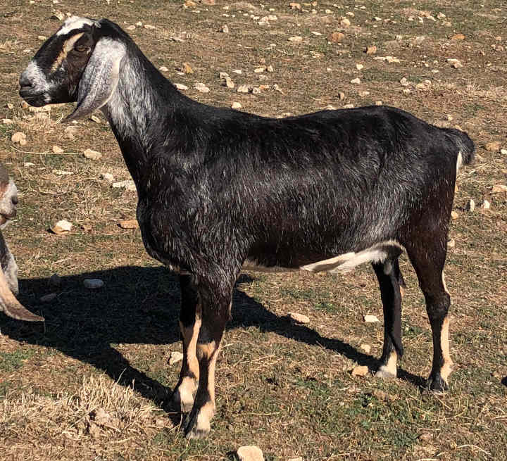 Ashby-Farms SLL Marci, 2020