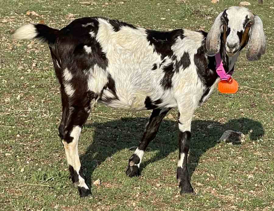 MerriDee