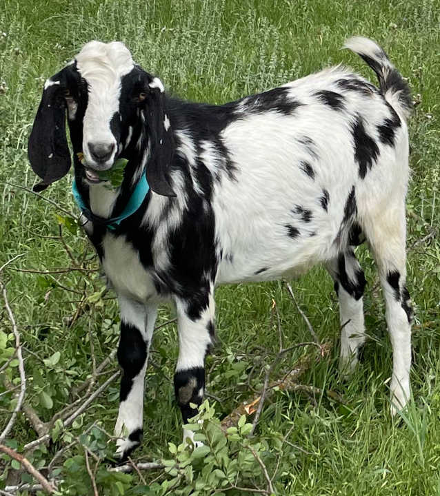Adobe Farm Nubians Nick