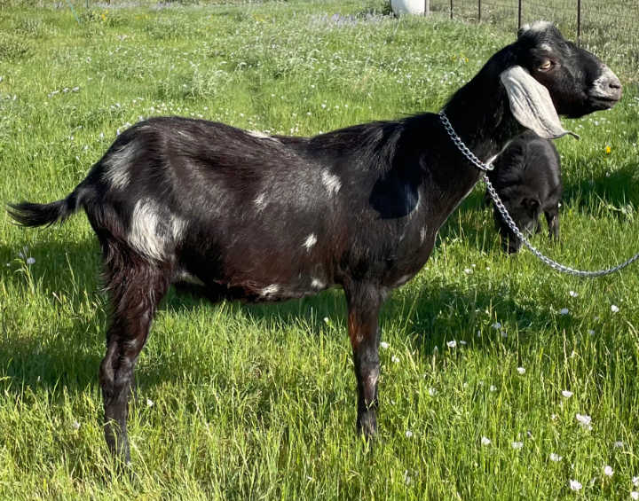 Isidore Meadows Obsidian