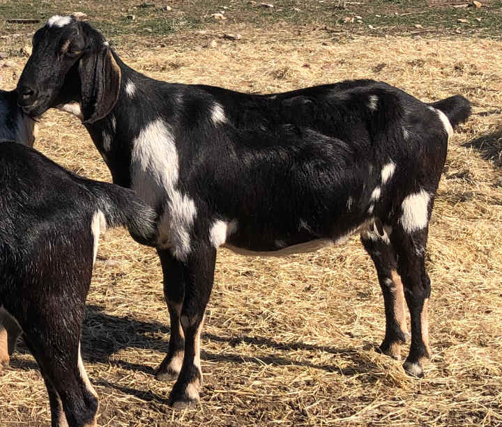 Ashby-Farms DF Patricia, 2020