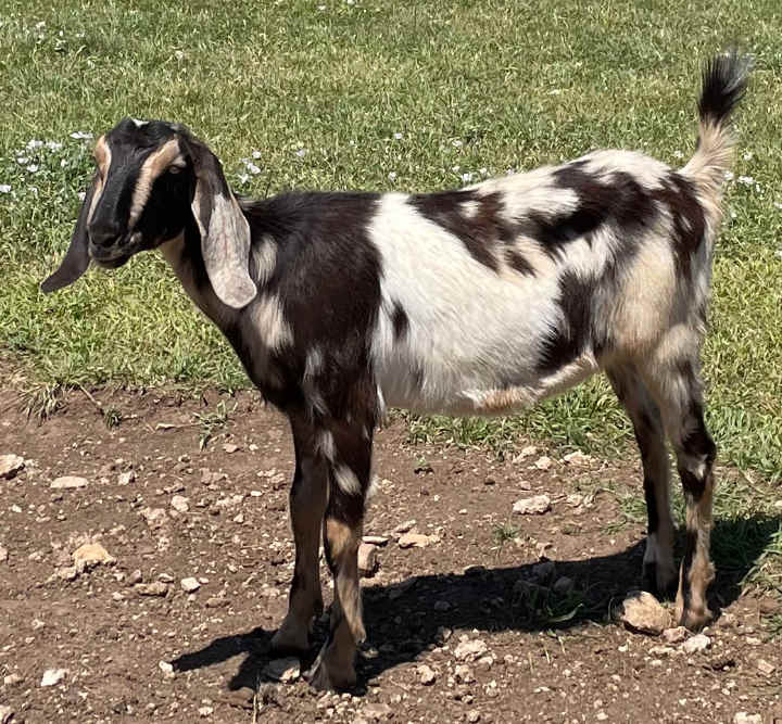 Ruby, 2021