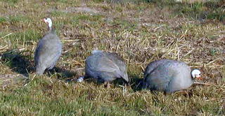 Coral Blue Guineas