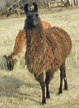 Charanga