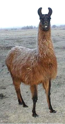 Sable
