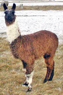 Rising Mercury