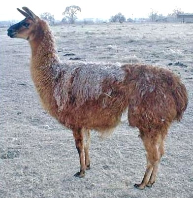 Tambur Leif