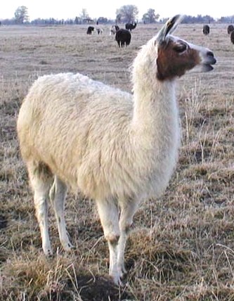 Zena